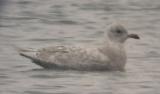 Iceland Gull