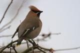 Bohemian Waxwing