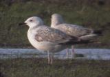 Caspian Gull