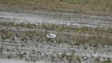 Pied Avocet