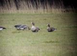 Greater White-fronted Goose