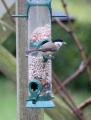 Marsh Tit