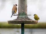 Eurasian Siskin