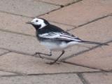 White / Pied Wagtail