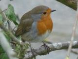 European Robin