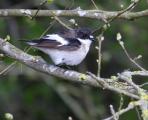 Pied Flycatcher