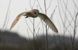 Barn Owl