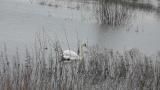 Mute Swan