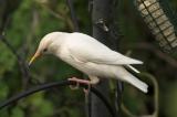 Common Starling