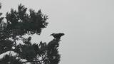 Common Raven