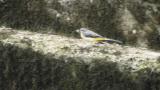 Grey Wagtail