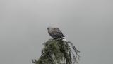 European Turtle Dove