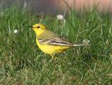 Yellow Wagtail