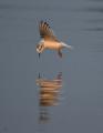 Little Gull