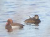 Red-crested Pochard