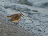 Dunlin