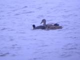 Gadwall