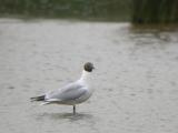 Black-headed Gull