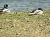 Little Plover