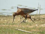 Black-tailed Godwit