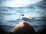 Common Tern