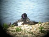 Tufted Duck