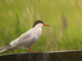 Common Tern