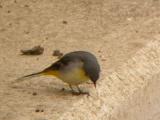 Grey Wagtail