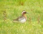 Garganey