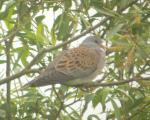 Turtle Dove