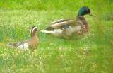 Garganey