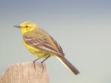 Yellow Wagtail
