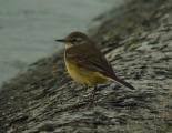 Yellow Wagtail