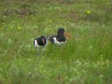 Oystercatcher