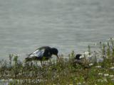 Oystercatcher