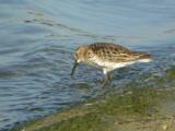 Dunlin