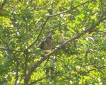 Cuckoo