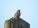 Tree Sparrow