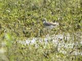 Green Sandpiper