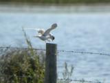 Common Tern