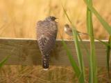 Cuckoo