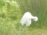 Little Egret