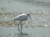 Little Egret