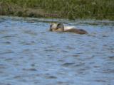 Red-crested Pochard
