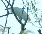 Little Egret