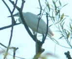 Little Egret