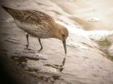 Dunlin