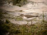Sandpiper