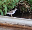 Sandpiper