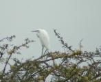 Little Egret